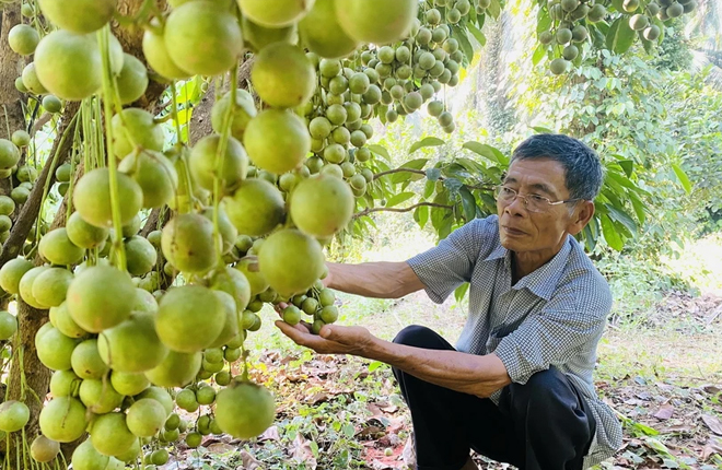 Bình Định: Trồng cây ăn quả xen canh, nông dân 73 tuổi trở thành tỷ phú