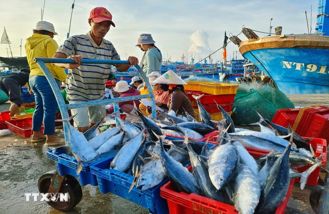 Ngư dân tỉnh Ninh Thuận vươn khơi khai thác vụ cá Nam