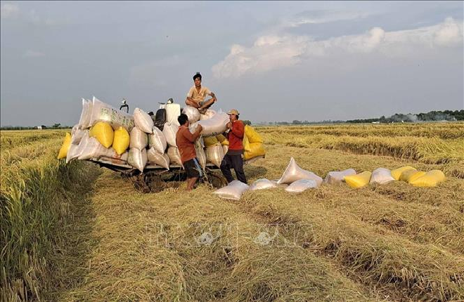 Giá lúa Đông Xuân tại Đồng Tháp đột ngột xuống thấp